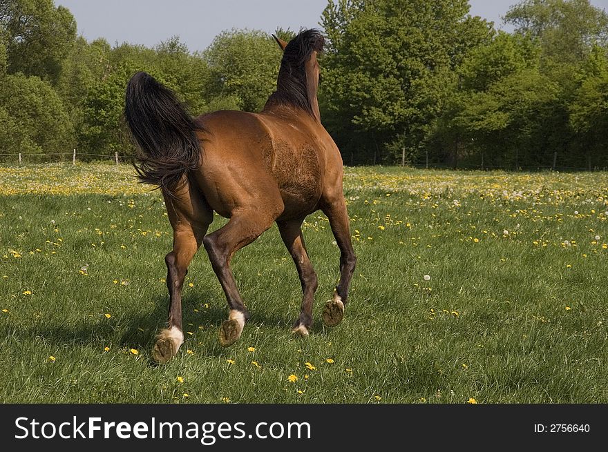 A nice brown horse is running away from the photographer. A nice brown horse is running away from the photographer.