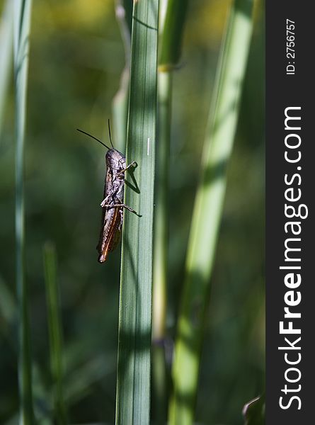 A little grasshopper in green grass