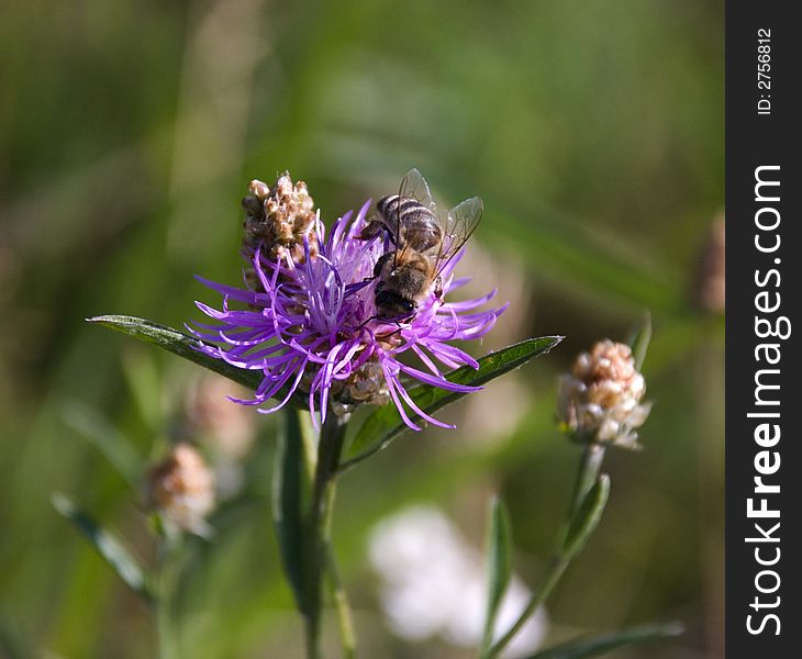 Little bee on a purple flower