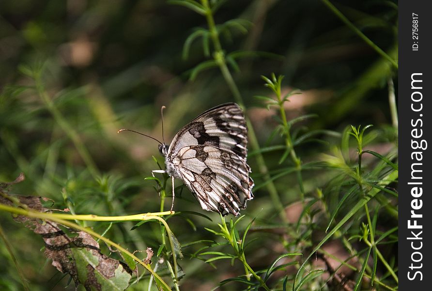 Black&white butterfly in green grass