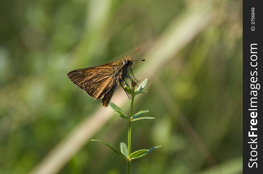 A little brown butterfly on a grass