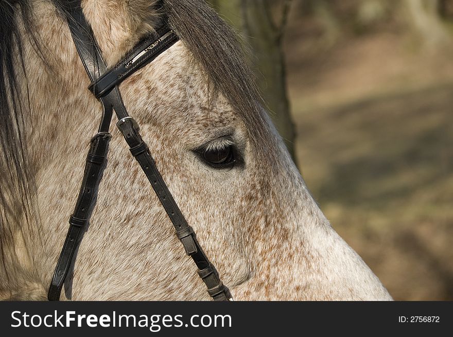 A close up image of the horses face. Main subject us the eye. A close up image of the horses face. Main subject us the eye.