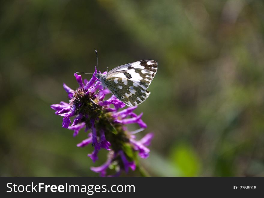 Butterfly on a purple flower