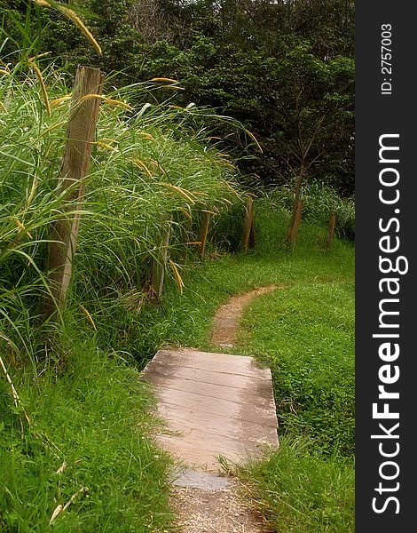 A sidewalk path through the jungle near Monteverde in Costa Rica. A sidewalk path through the jungle near Monteverde in Costa Rica.