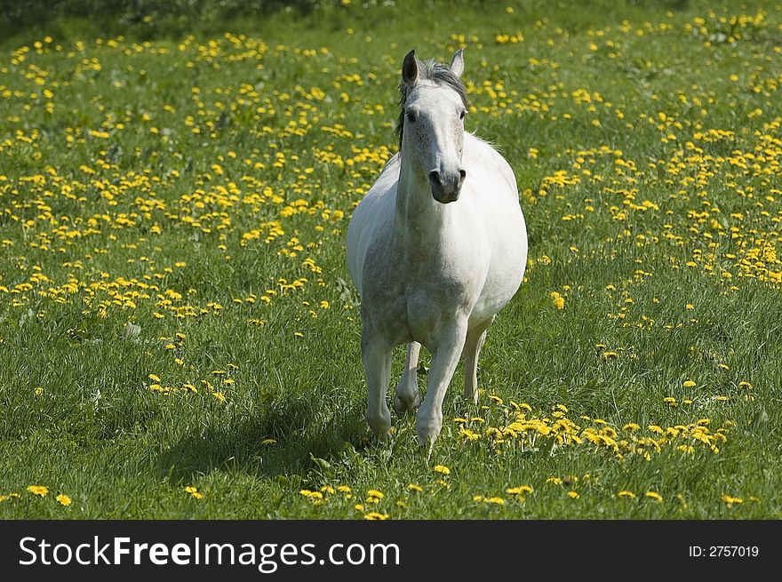A white horse is running through a green meadow full of yellow dandelion in bloom. A white horse is running through a green meadow full of yellow dandelion in bloom.