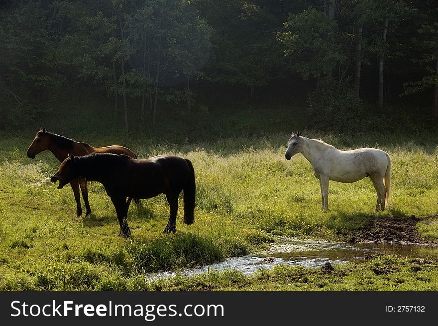 After a long journey a group of horses enjoys the last light of the day on their pasture. After a long journey a group of horses enjoys the last light of the day on their pasture.