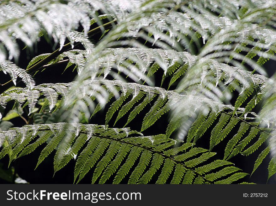 Overlapping ferns in afternoon sunlight