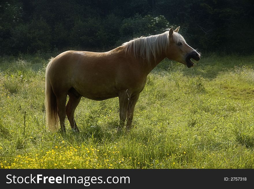 A Haflinger is yawing on the pasture. After a long riding day the haflinger seems to get tired. A Haflinger is yawing on the pasture. After a long riding day the haflinger seems to get tired.