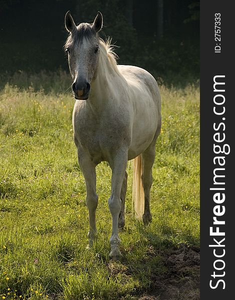 White horse in backlight