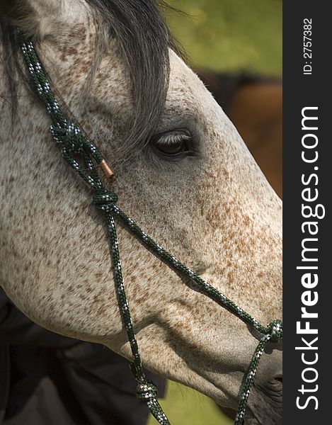 The pinto pleasure horse with its soft harness posing for a nice side portrait. The pinto pleasure horse with its soft harness posing for a nice side portrait.