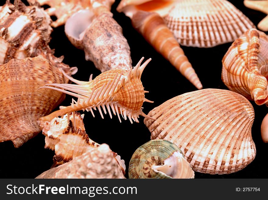 Collection of Mollusk isolated in