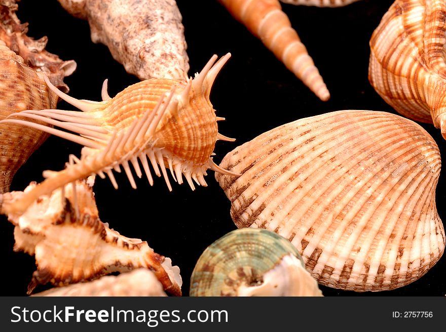 Collection of Mollusk isolated in