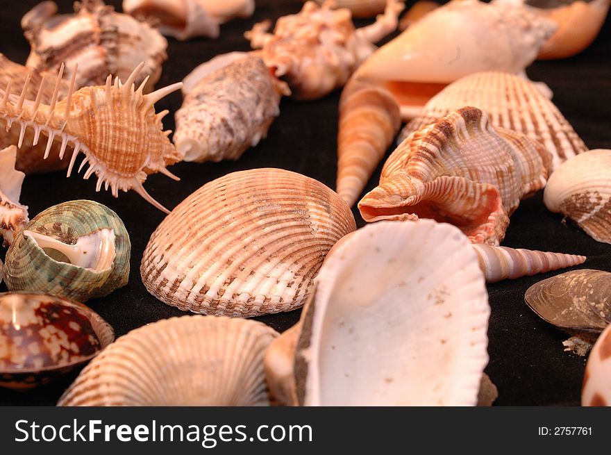 Collection of Mollusk isolated in