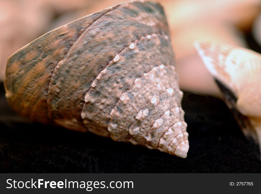 Collection of Mollusk isolated in