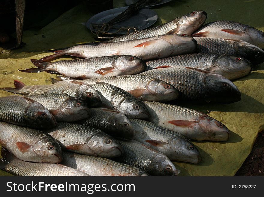 Indian market, fish in hindi called kroi. Indian market, fish in hindi called kroi