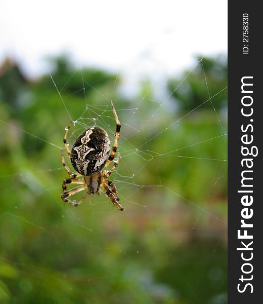 Macro photo of a spider fixing its web after a big rain. Macro photo of a spider fixing its web after a big rain