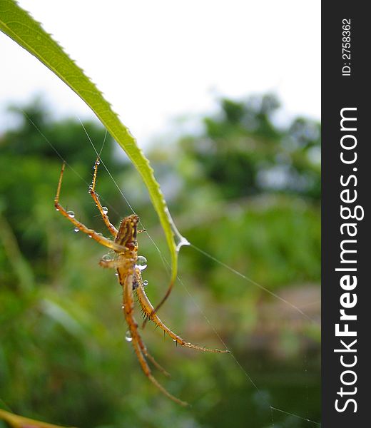 A Spider on a leaf