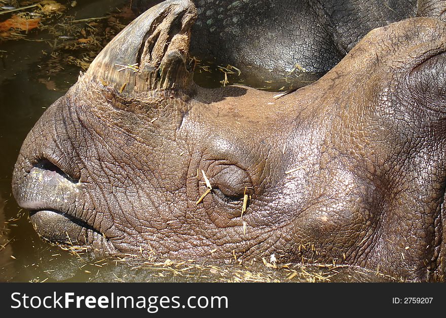 Close up of a rhino with damaged horn