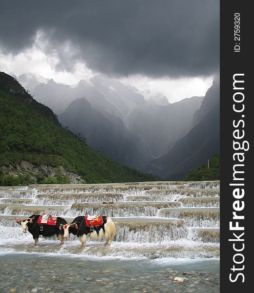 Two yaks standing on the stair step waterfall of a river. Two yaks standing on the stair step waterfall of a river