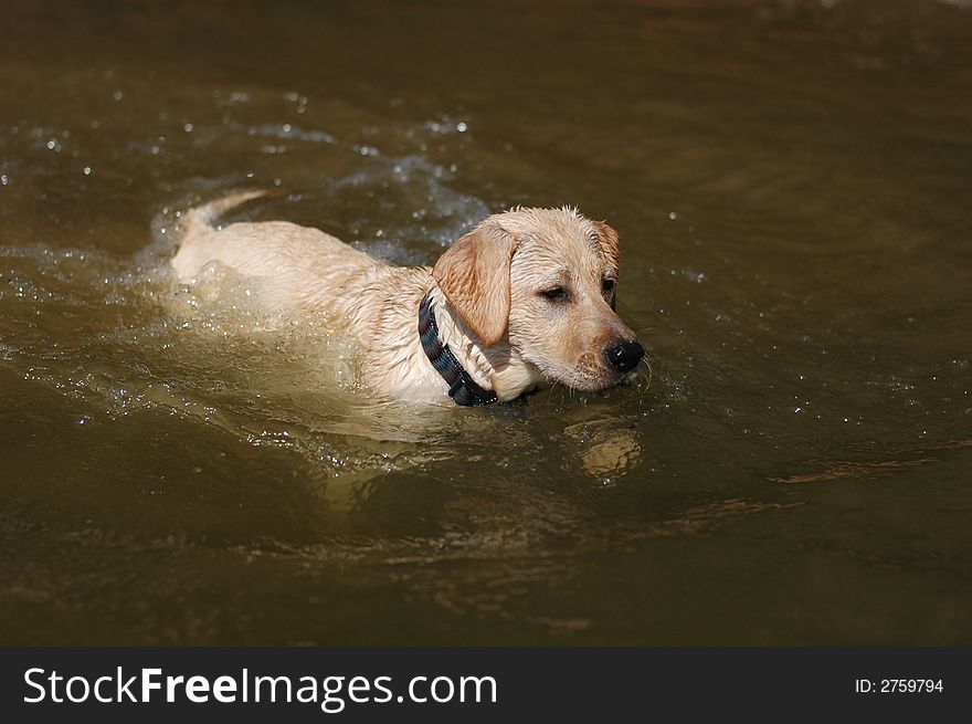 A Labrador puppy playing in water. A Labrador puppy playing in water.
