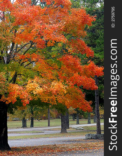 Bright and brilliant colors on tree which is located at a park.