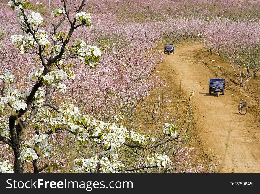 Clumps Of Peach Blossom