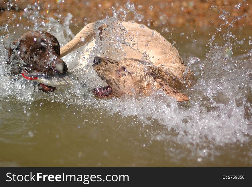 Two Labradors retrievers playing in water. Two Labradors retrievers playing in water.