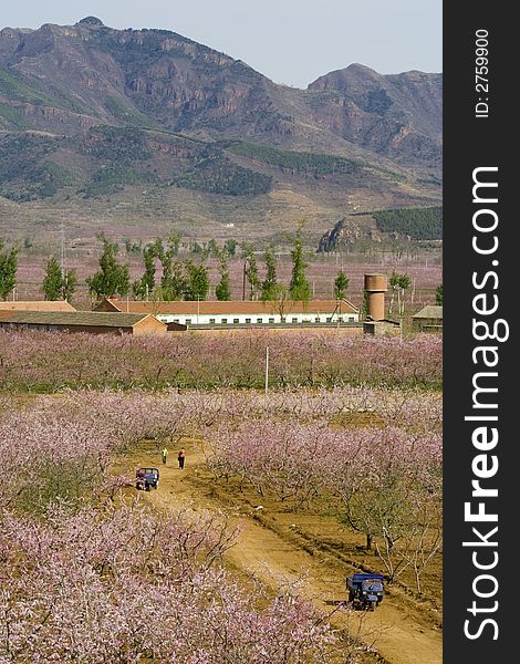 Peach blossom in mountain