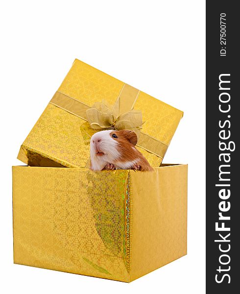 Guinea pig in the present box isolated on white background. Guinea pig in the present box isolated on white background