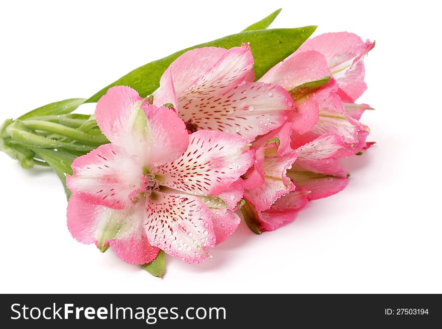 Alstroemeria Flower Head with Water Droplets  on white