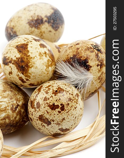 Quail Eggs with Plumelet and Bast closeup on white background