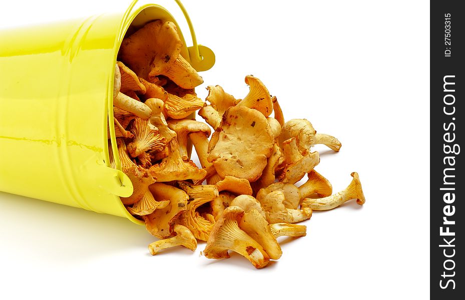 Little Raw Chanterelles in Yellow Tin Bucket closeup  on white background