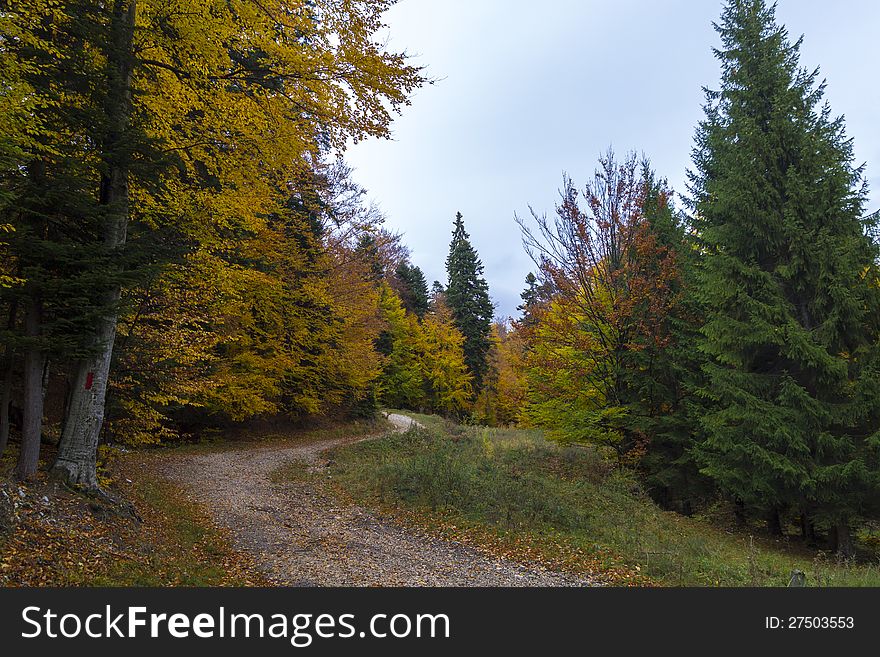 Forrest road in sinaia mountains. Forrest road in sinaia mountains