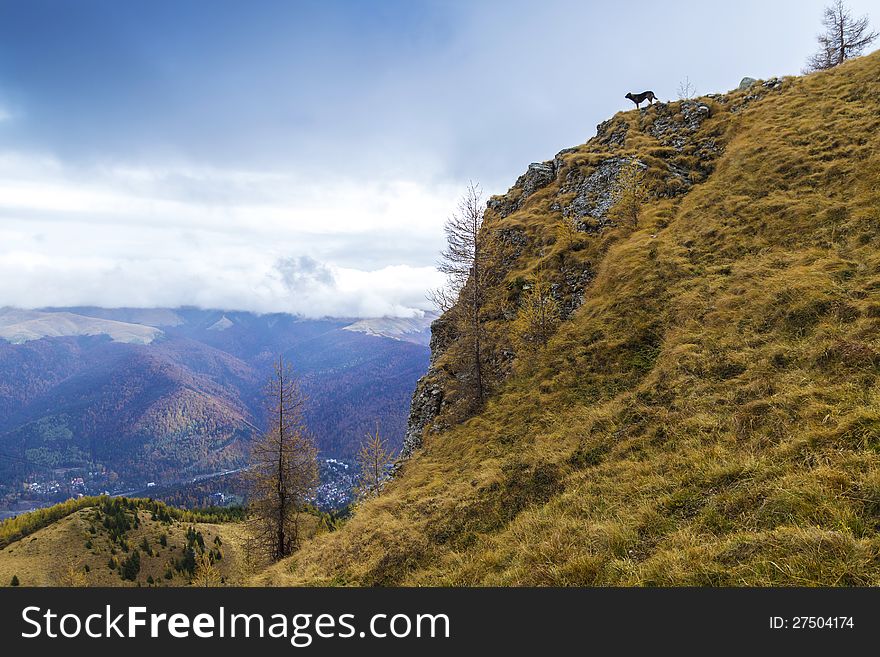 Dog looking into the distance on a cliff. Dog looking into the distance on a cliff