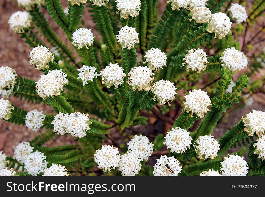 The dainty West Australian Native Wildflower White Pimelia or riceflower is a hardy coastal plant thriving on sandy dunes along the long coast of Western Australia and is cultivated in home gardens as a popular cultivar.