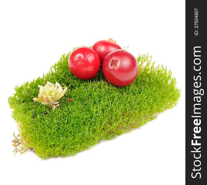 Three red cranberries on a clump of green moss on a white background. Three red cranberries on a clump of green moss on a white background