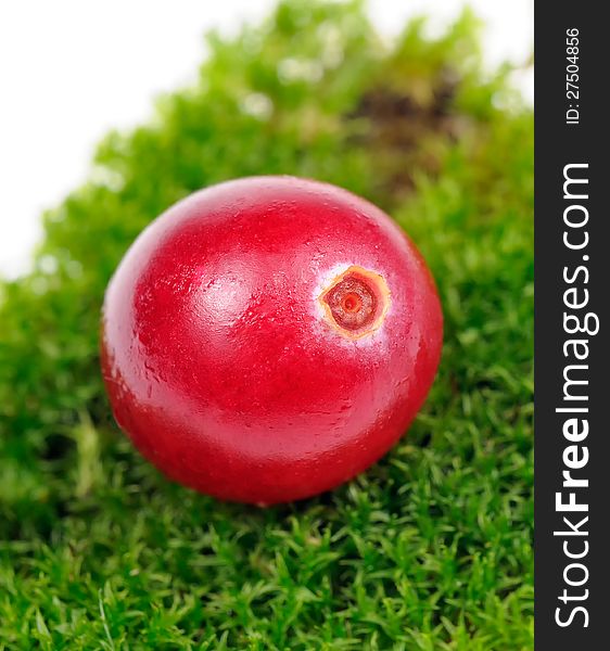 A close-up of a red cranberry on green moss. A close-up of a red cranberry on green moss