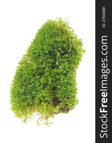 A clump of green moss close-up isolated on a white background - vertical orientation. A clump of green moss close-up isolated on a white background - vertical orientation