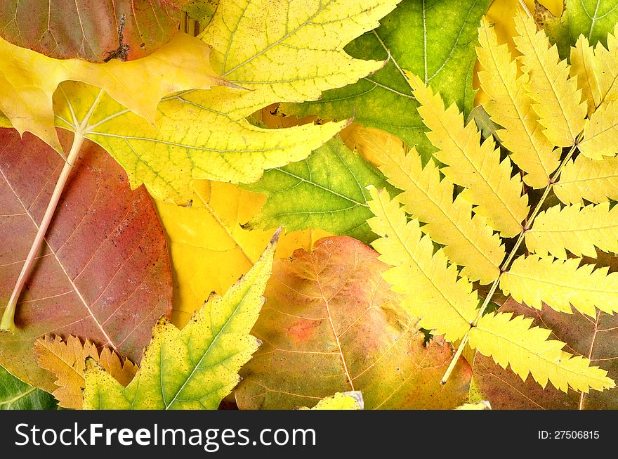 Autumn background from leaves of different colors