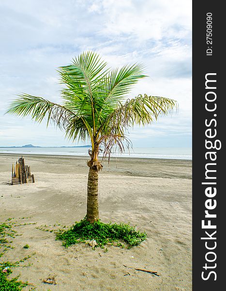 Coconut tree on the clean beach. Coconut tree on the clean beach