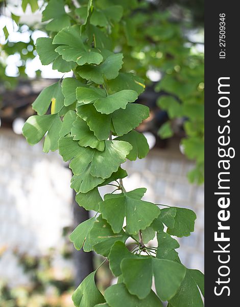 Green fresh ginkgo biloba leaves. Green fresh ginkgo biloba leaves