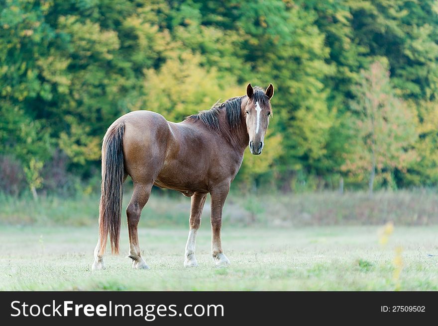 Photo beautiful horse walk freely on green meadow. Photo beautiful horse walk freely on green meadow