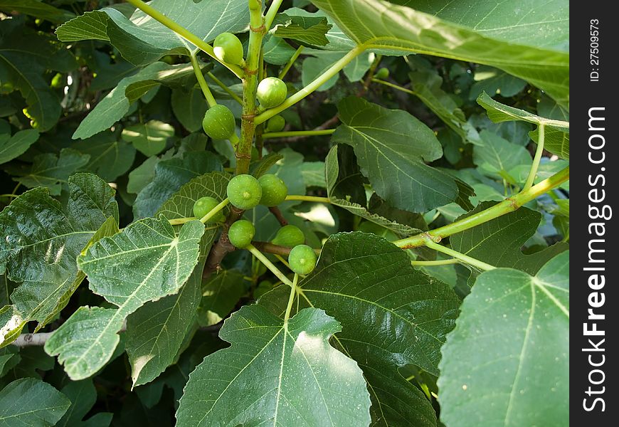Leaves and fruit of common fig