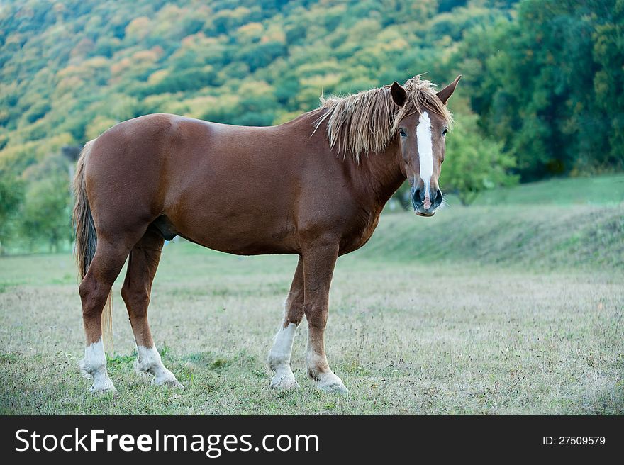Photo beautiful horse walk freely on green meadow. Photo beautiful horse walk freely on green meadow