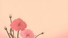 Minimalist Warm Pink Carnation Illustrated Background With Text Copy Space. Flay Lay Style For Mother& X27 S Day, Women& X27 S, Gr Royalty Free Stock Photo