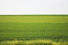 Flowers In The Field. Royalty Free Stock Photo Flowers In The Field. Royalty Free Stock Photo