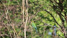 Bee-eater Greens - African Birds Royalty Free Stock Photo Bee-eater Greens - African Birds Royalty Free Stock Photo