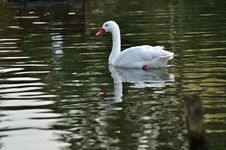 A Lonely White Swan Stock Image