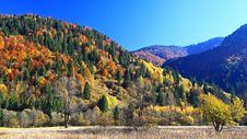 Autumn Forest Stock Image Autumn Forest Stock Image