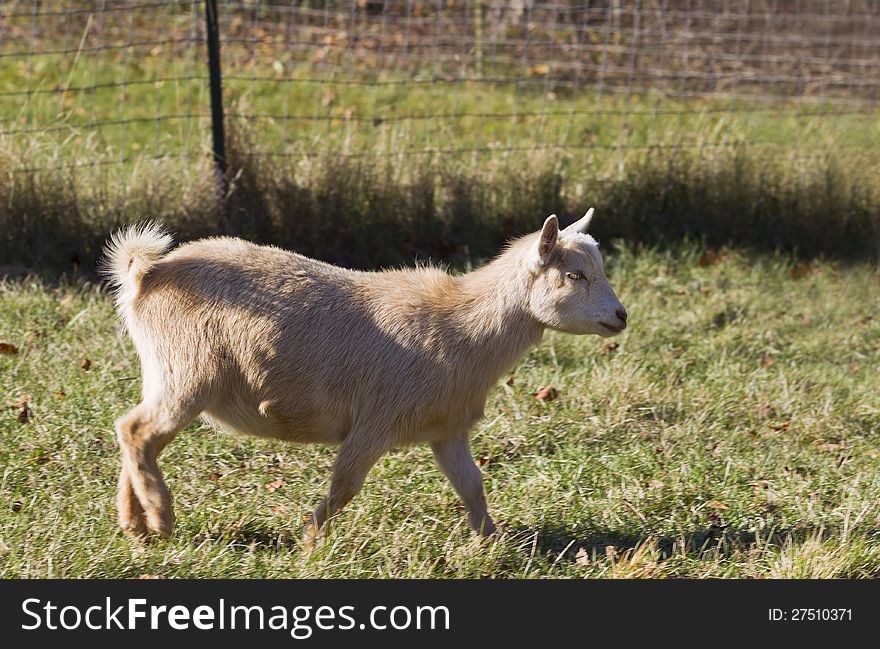 A kid is walking in the farm.